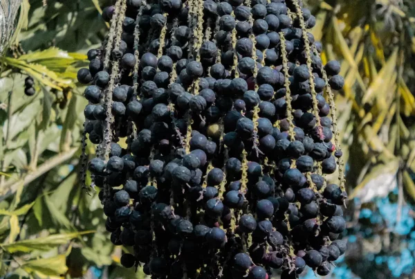propiedades dietéticas del açai