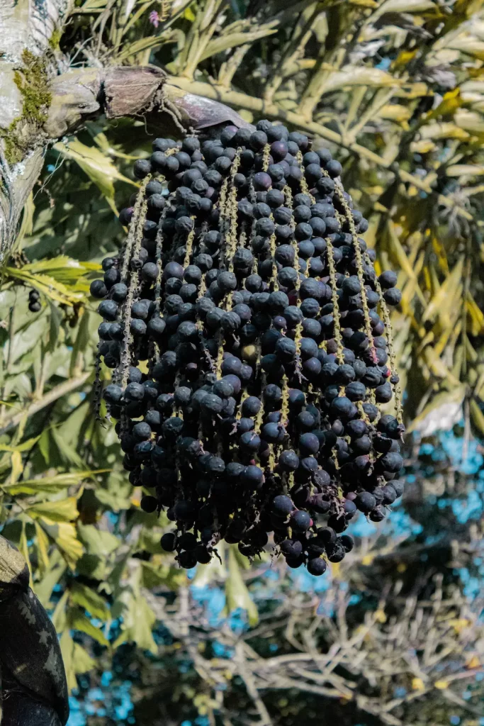 propiedades dietéticas del açai