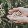 avena nyu eco