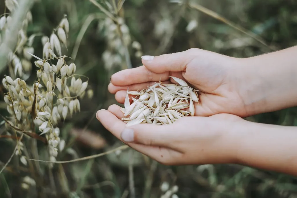 avena nyu eco