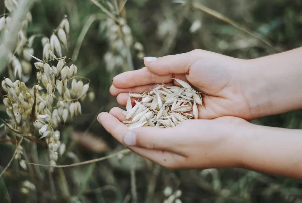 avena nyu eco